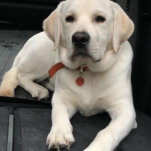 Meet your Posher, Sari